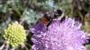Bombus sp.